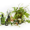 Christian Tortu | Forest Fragrance Diffuser 250ml