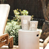 Baobab Collection - Candle Ancient Mark Apylan - Peppermint - Geranium - Driftwood