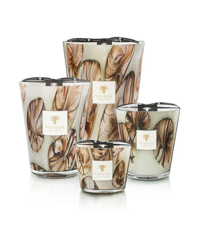 Baobab Collection - Candle Oceania Anangu - Nutmeg - Cinnamon Wood - Galbanum