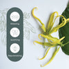 Plant Therapy - Cananga Essential Oil
