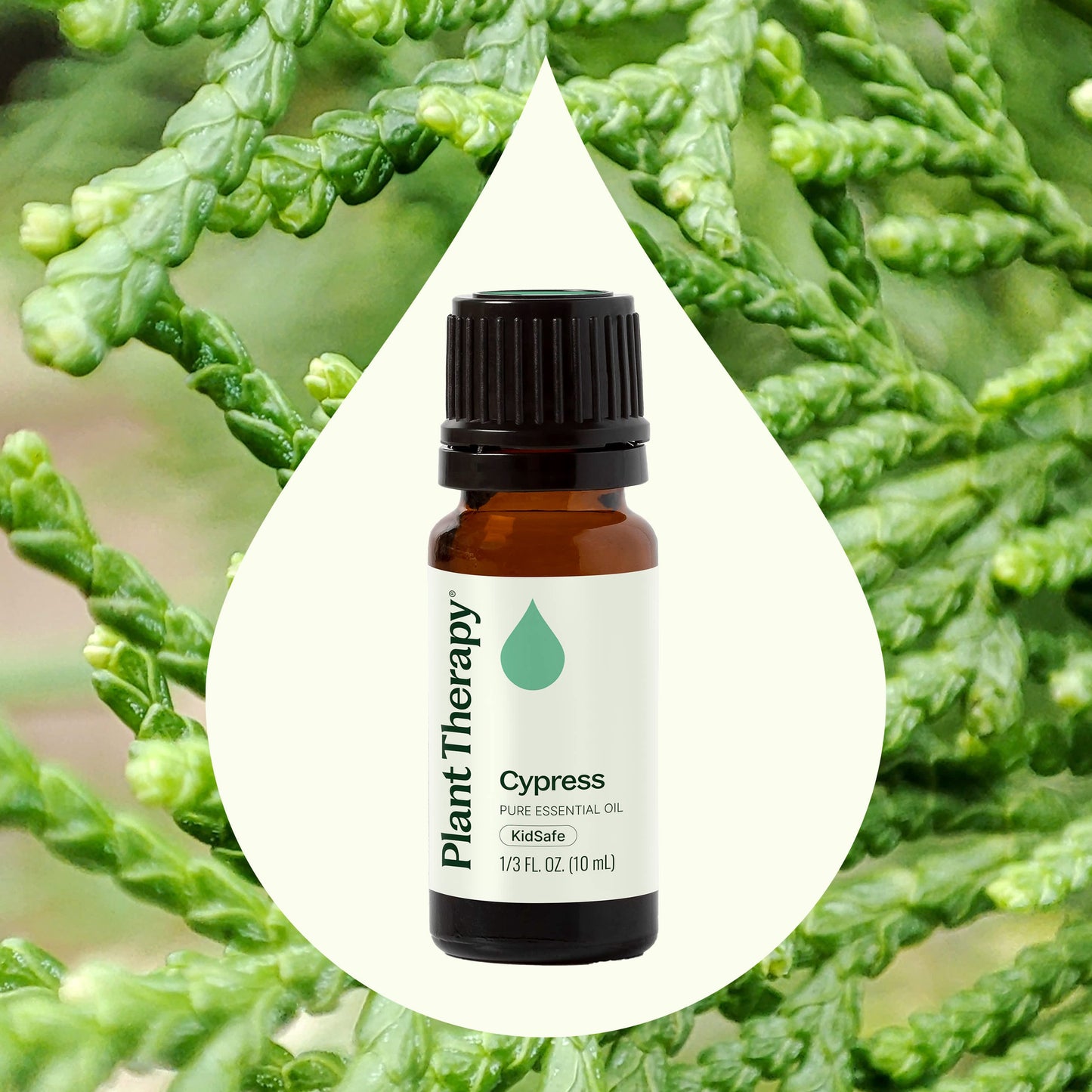 Plant Therapy - Cypress Essential Oil