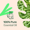 Plant Therapy - Deodorizing Essential Oil Blend