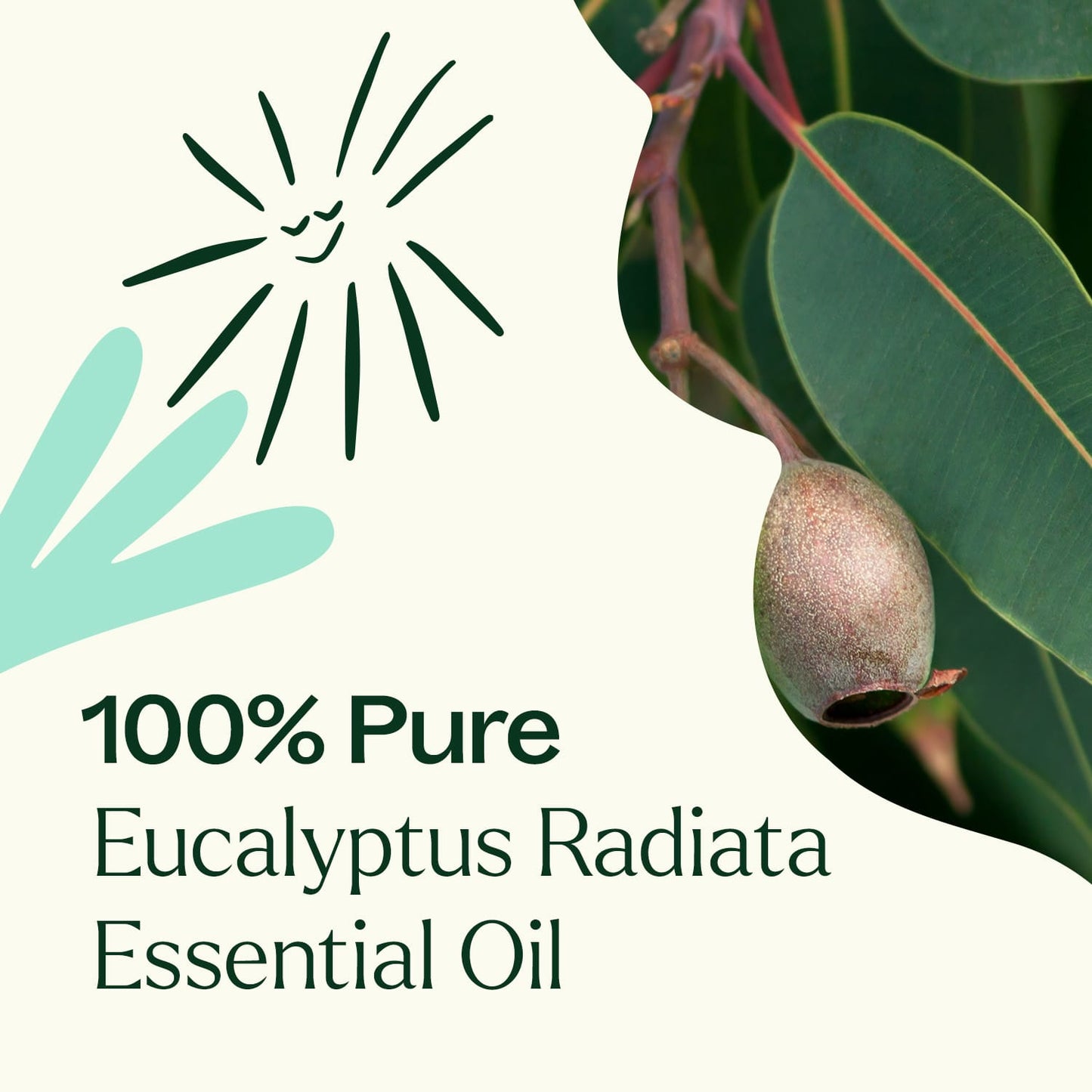 Plant Therapy - Eucalyptus Radiata Essential Oil