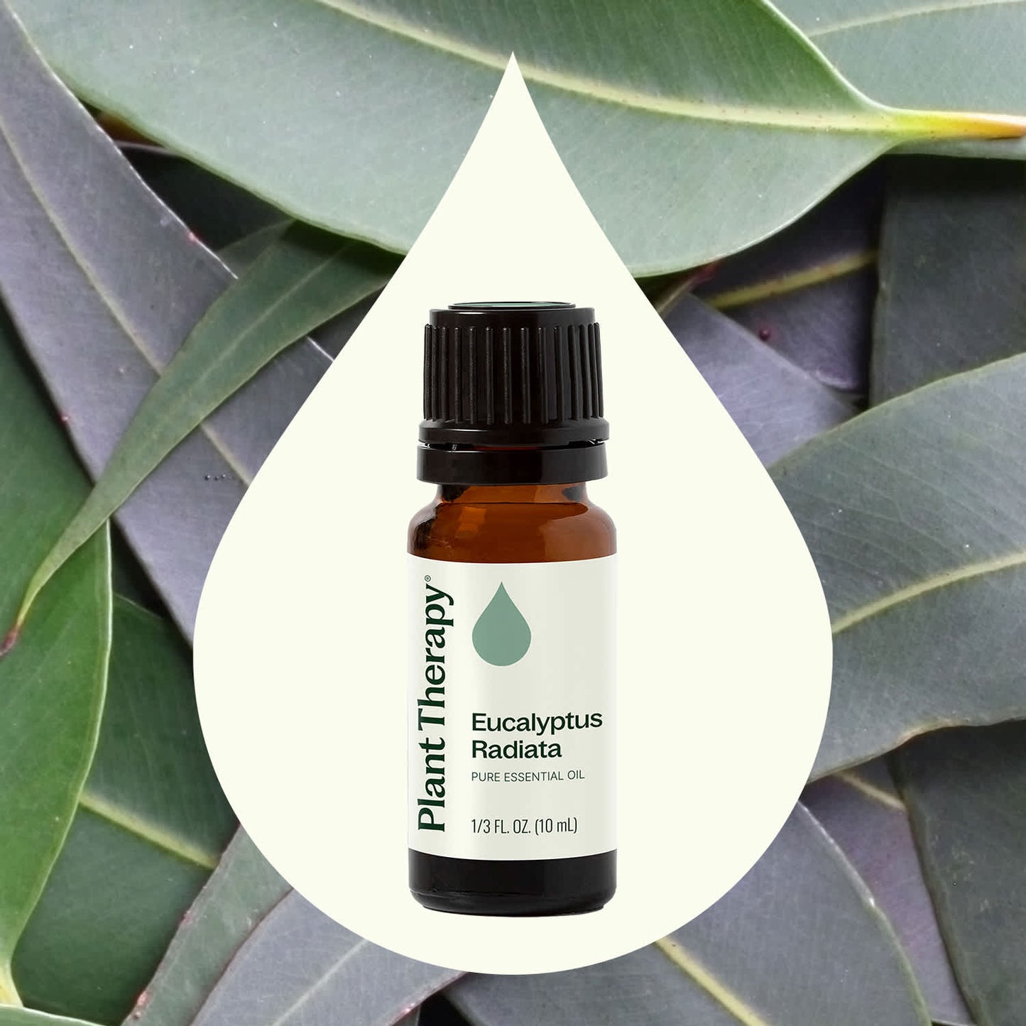 Plant Therapy - Eucalyptus Radiata Essential Oil