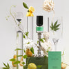 BOY SMELLS - ITALIAN KUSH - BOTANICAL/FRUITY
