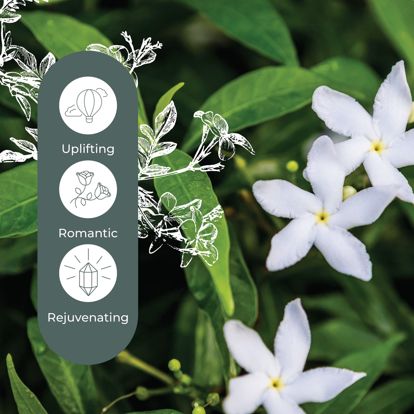 Plant Therapy - Jasmine Grandiflorum Absolute