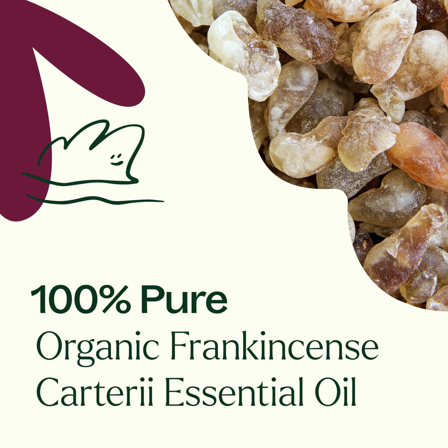 Plant Therapy - Organic Frankincense Carterii Essential Oil