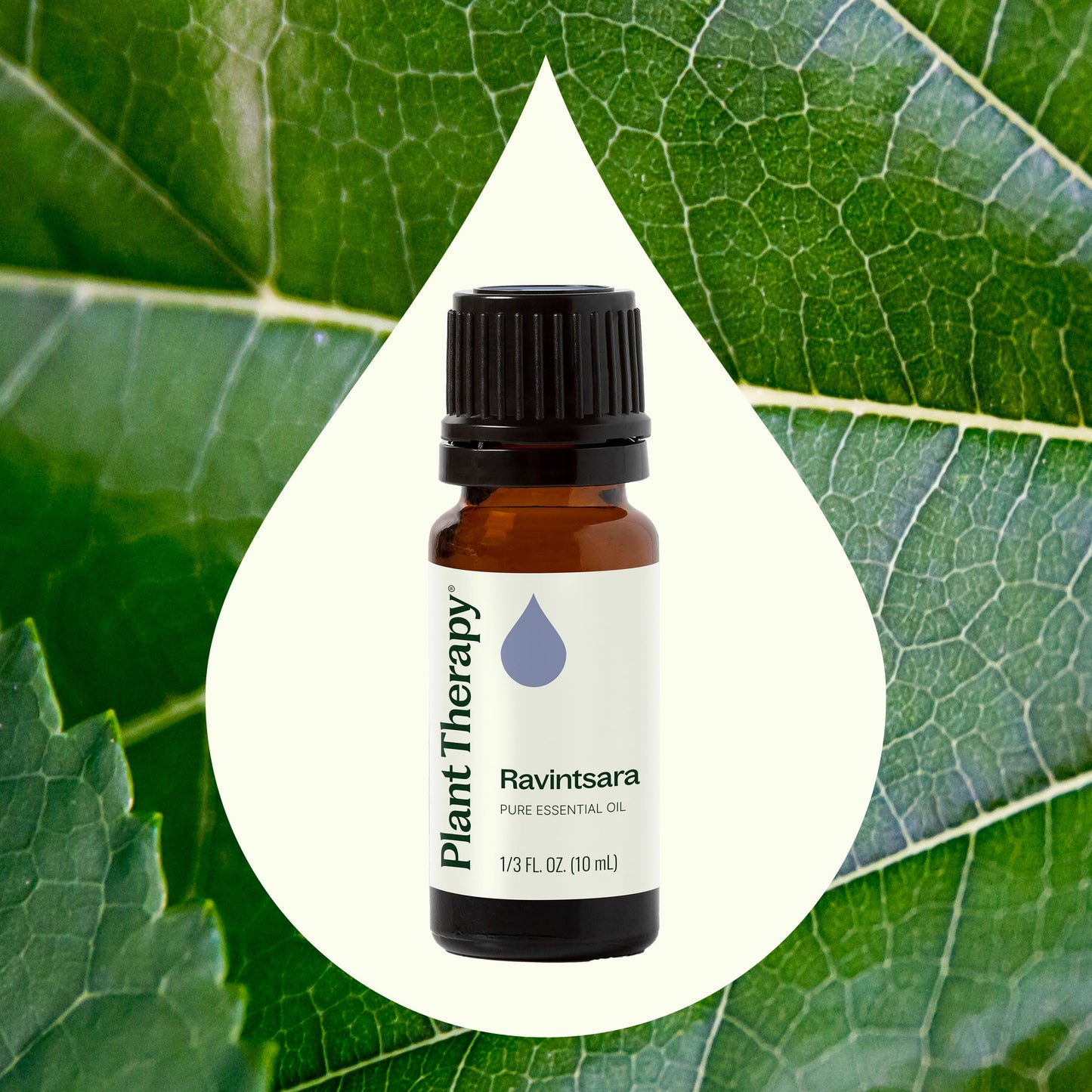 Plant Therapy - Ravintsara Essential Oil