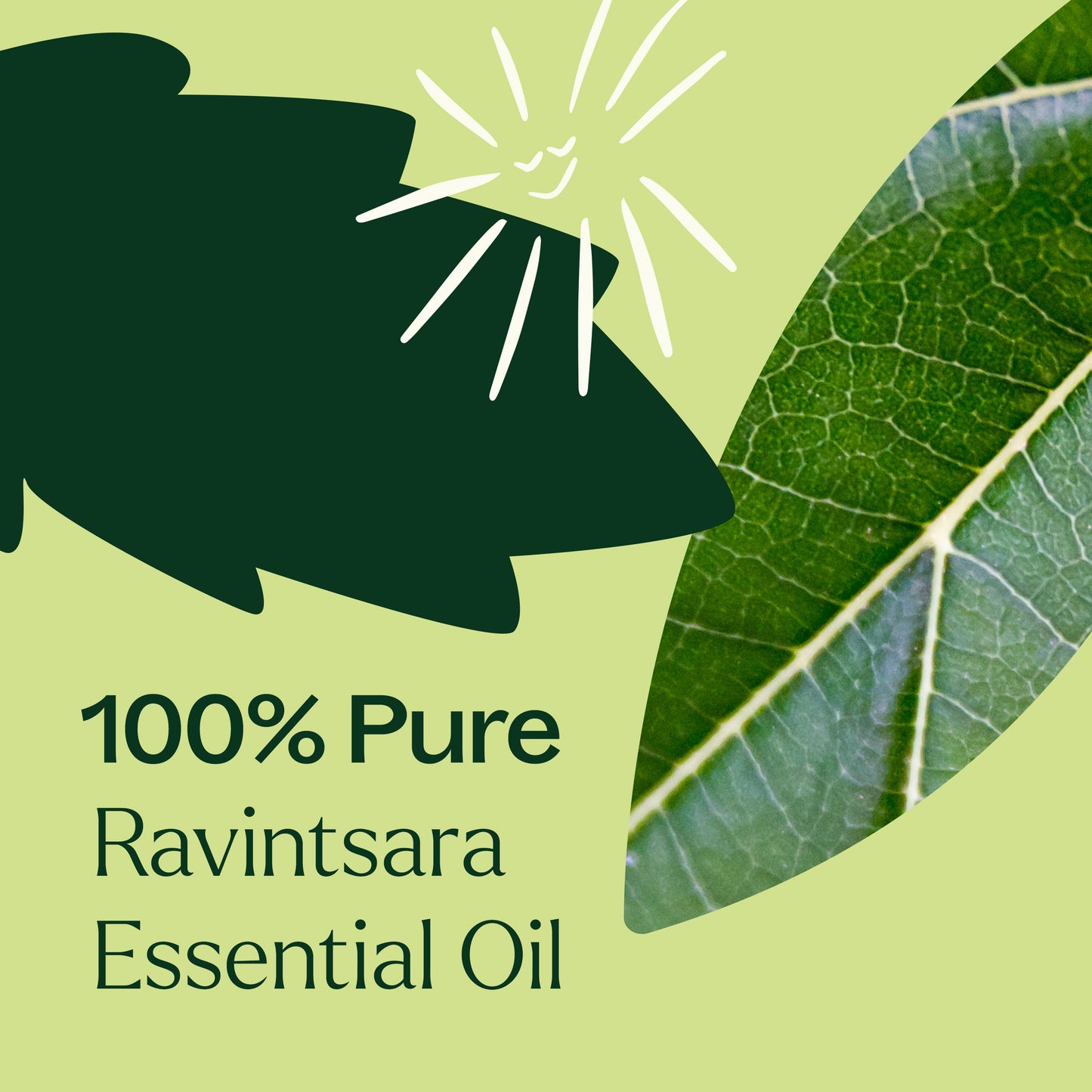 Plant Therapy - Ravintsara Essential Oil
