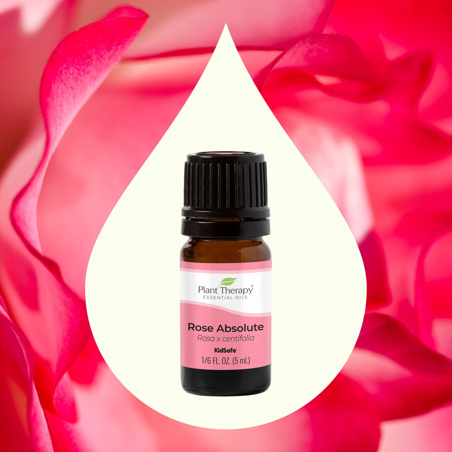 Plant Therapy - Rose Absolute Essential Oil