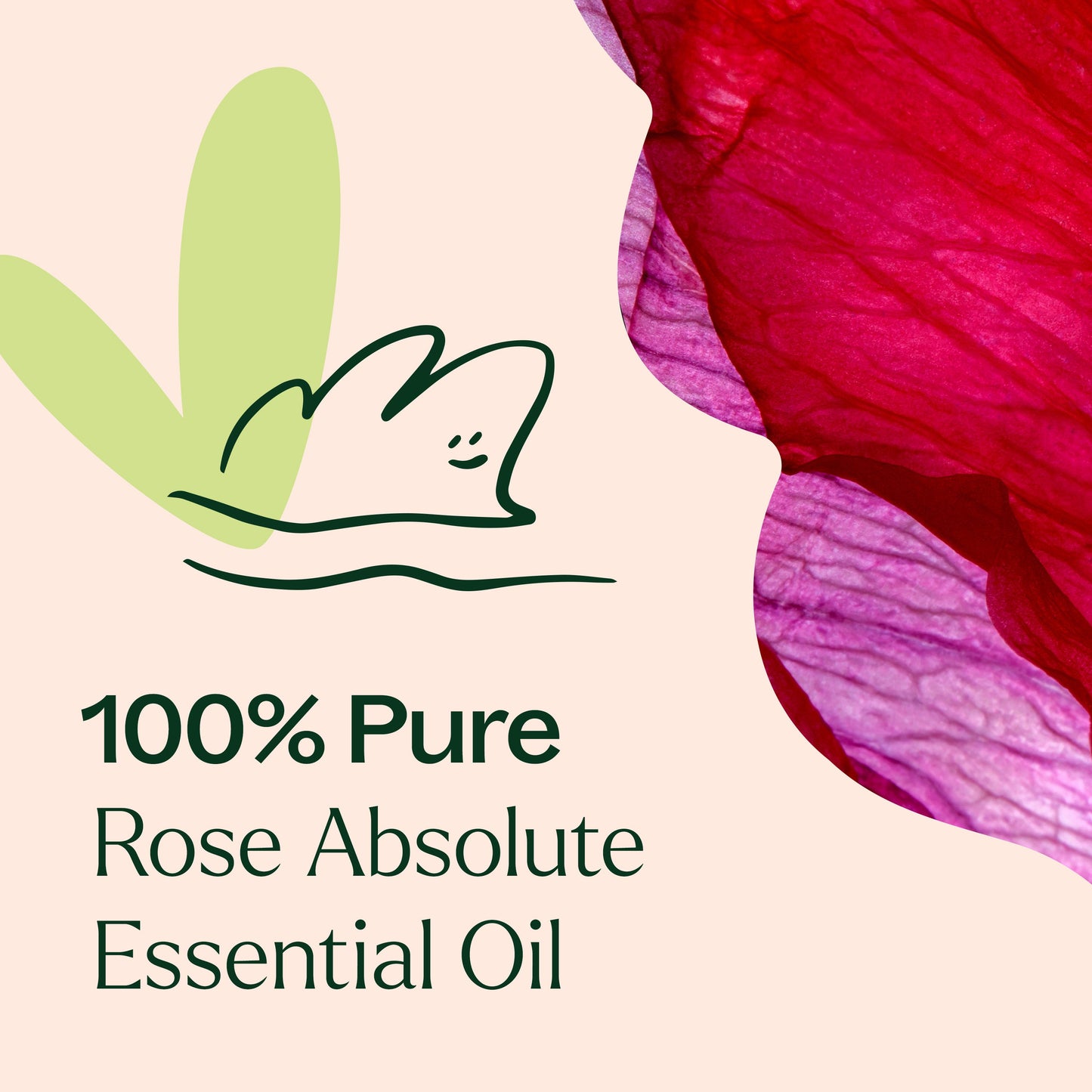 Plant Therapy - Rose Absolute Essential Oil
