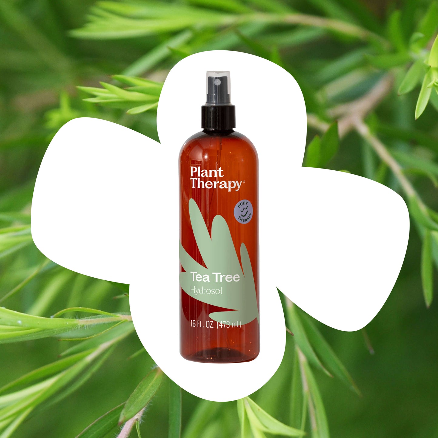 Plant Therapy - Tea Tree Hydrosol