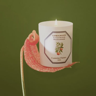 Carrière Frères - Citrus Dulcis - Orange Blossom Candle 6.5 oz